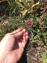 Asclepias michauxii