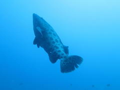 Epinephelus tukula