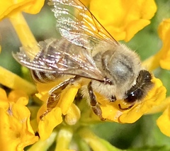 Apis mellifera