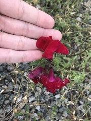 Chaenorhinum