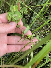Hypericum tetrapetalum