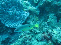 Lutjanus monostigma