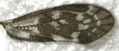 Pseudocaeciliidae