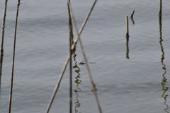 Rhionaeschna multicolor