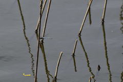 Rhionaeschna multicolor