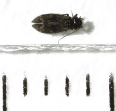 Pseudocaeciliidae