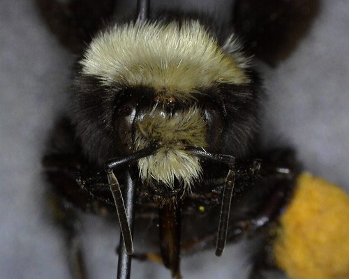 iNaturalist observation photo of Yellow-faced Bumble Bee
