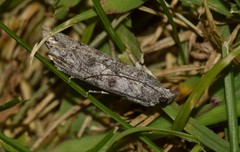 Dioryctria mendacella