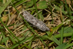 Dioryctria mendacella