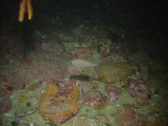 Spondyliosoma emarginatum