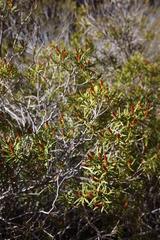 Colliguaja integerrima