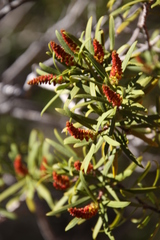 Colliguaja integerrima