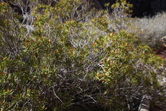 Colliguaja integerrima