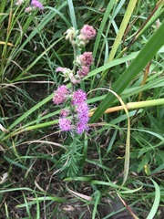 Liatris aspera