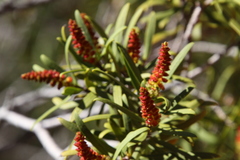 Colliguaja integerrima