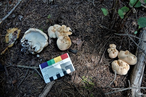 Albatrellopsis confluens