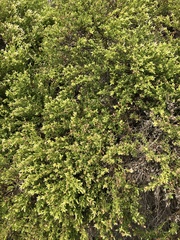 Baccharis pilularis consanguinea