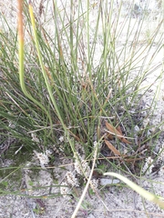 Lomandra juncea