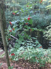 Viburnum wrightii