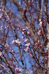 Prunus