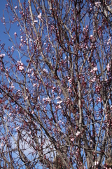 Prunus