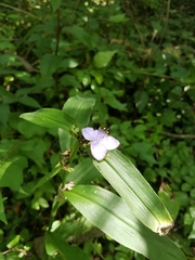 Tradescantia subaspera
