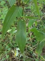Tradescantia subaspera