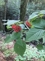 Viburnum wrightii