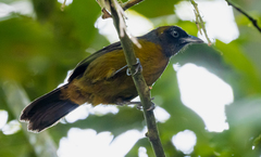 Mitrospingus cassinii