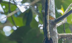 Euphonia fulvicrissa