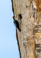 Melanerpes pulcher