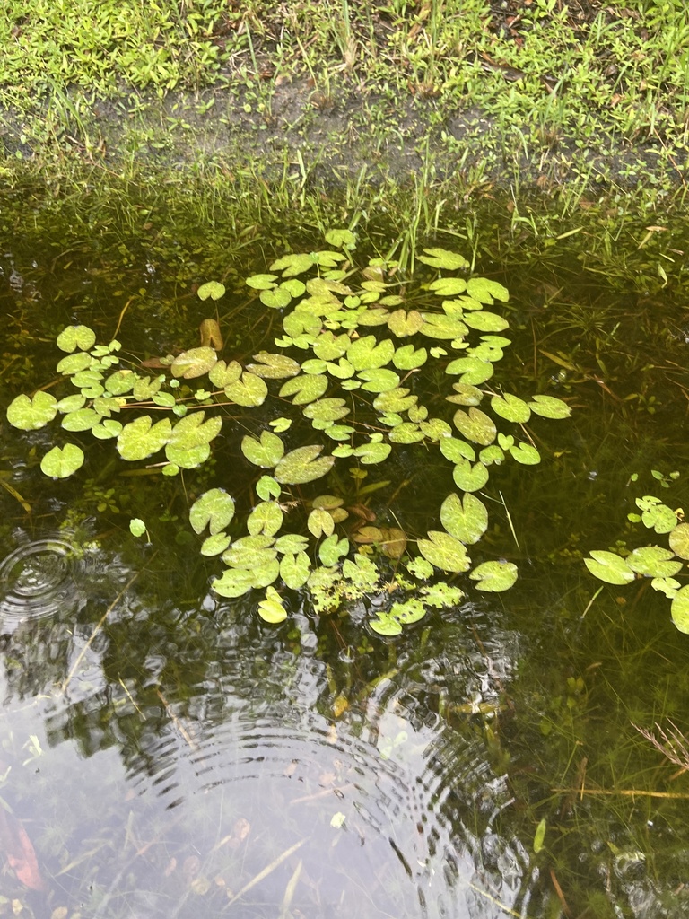 James' waterlily (Nymphaea jamesoniana)
