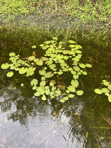 Jameson's Waterlily (Nymphaea jamesoniana)