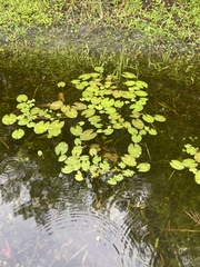 Water Lily (Nymphaea jamesoniana)