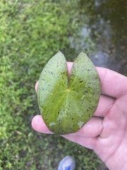 Nymphaea jamesoniana, photograph (c) brycelee, some rights reserved (CC BY)