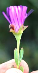 Lampranthus glomeratus