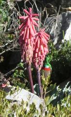 Veltheimia capensis
