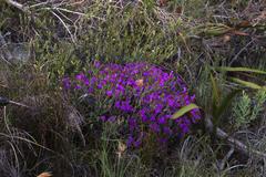 Lampranthus glomeratus
