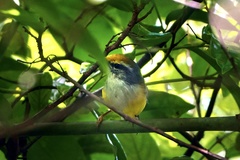 Phyllergates cucullatus