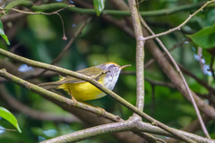 Phyllergates cucullatus