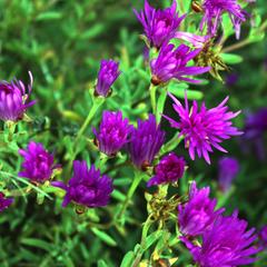 Lampranthus glomeratus