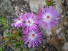 Lampranthus aduncus