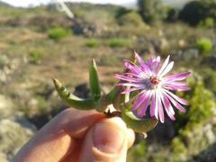 Lampranthus aduncus