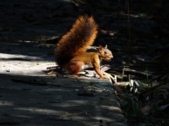 Sciurus spadiceus