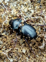 Coleoptera
