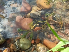 Ranunculus kauffmannii