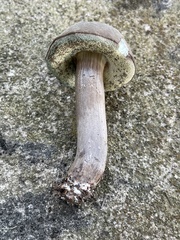 Porphyrellus sordidus