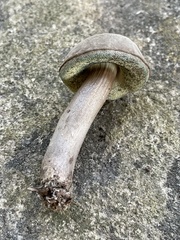 Porphyrellus sordidus