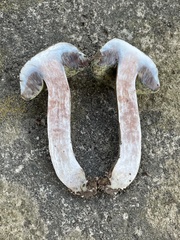 Porphyrellus sordidus