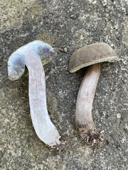 Porphyrellus sordidus